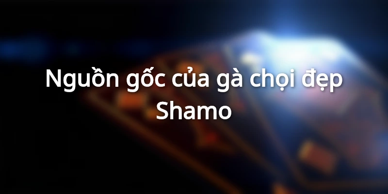 Nguồn gốc của gà Shamo